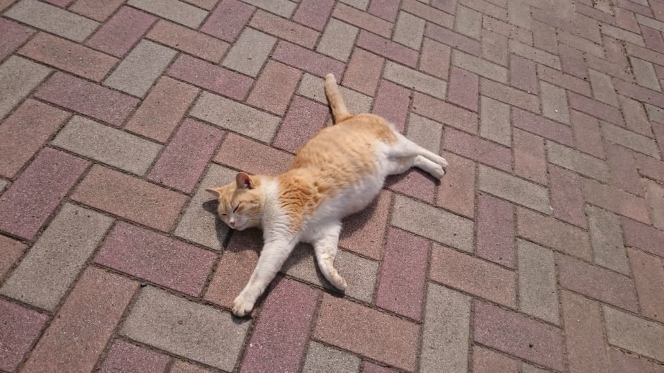 姫島の猫３