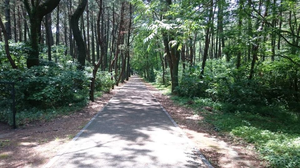 生の松原　森を散歩