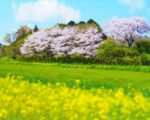 糸島の桜の花見スポット