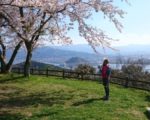毘沙門山　桜